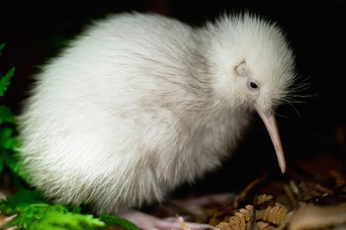Con chim trắng chết trên bàn mổ khiến cả New Zealand tiếc thương