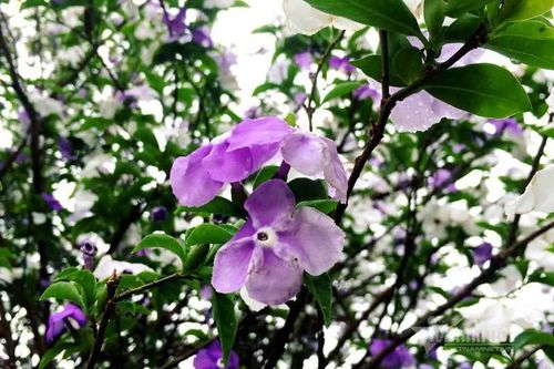 Cây nhài cổ thụ hoa biến đổi màu, đại gia xếp hàng rước về chơi Tết