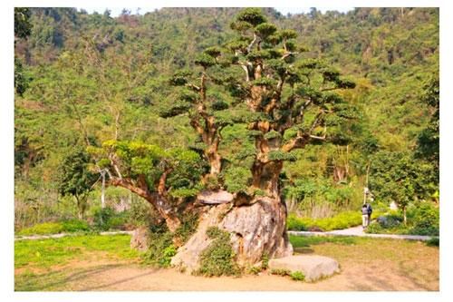 Những cổ thụ ngàn năm tuổi, tiền tấn không thể mua
