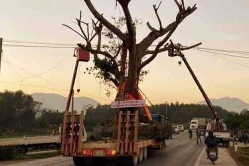 Hà Tĩnh: Xôn xao việc cắt điện cho cây 'khủng' đi qua đường