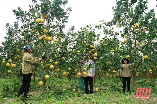 Trang trại bưởi đầu tiên của Thanh Hóa đạt tiêu chuẩn hữu cơ