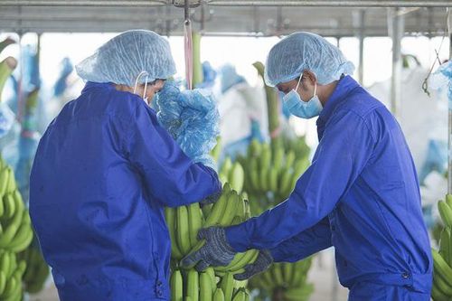 HAG bán 47,5 triệu cổ phiếu HAGL Agrico trả nợ ngân hàng