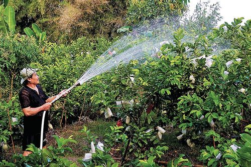 Nhà vườn chuẩn bị vụ mùa Tết