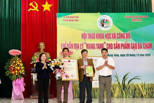 Công bố chỉ dẫn địa lý 'Mang Yang' cho sản phẩm gạo Ba Chăm