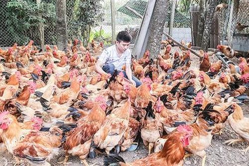 Hiệu quả đào tạo nghề cho lao động nông thôn ở Hải Lăng