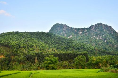 Những cánh rừng FSC