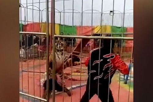 Hổ tấn công nhân viên rạp xiếc khi đang huấn luyện