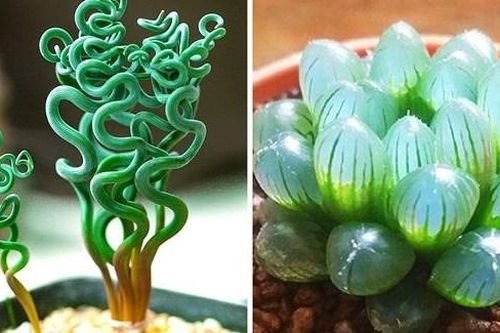 19 cách để trồng một khu vườn đẹp trong nhà của bạn