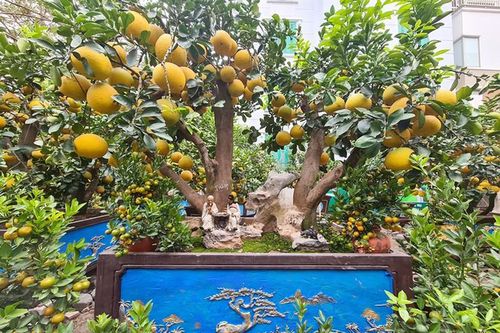 Bưởi cảnh Tết siêu 'khủng' xuống phố hét giá 50 triệu đồng/cây