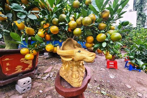 Độc đáo 'trâu cõng quất' xuống phố Hà Nội đón Tết