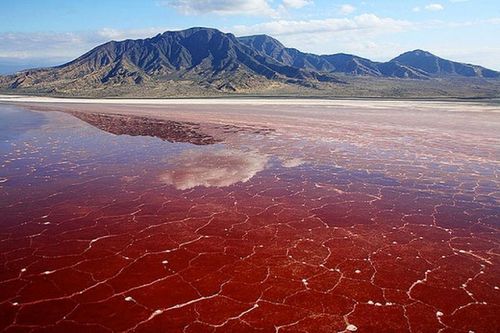 Đáng sợ 'hồ tử thần' đỏ như máu làm sinh vật biến thành 'tượng sống'