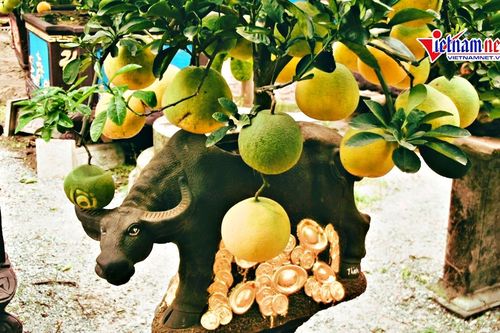Bưởi trồng trên lưng trâu gốm, cây cảnh độc nhất vô nhị chơi tết Tân Sửu