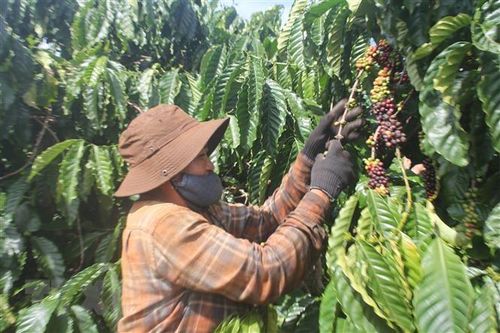 Niên vụ càphê 2020: Gia Lai vừa mất mùa vừa thiếu nhân công