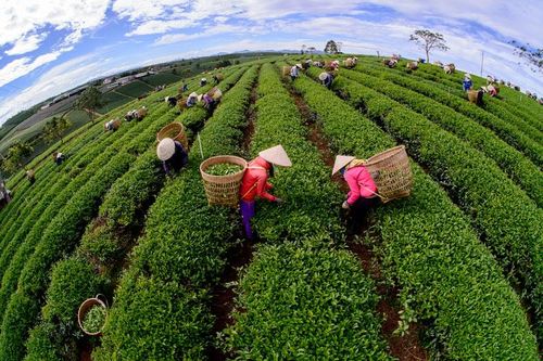 Thị trường thực phẩm Halal toàn cầu - Cơ hội và thách thức đối với Lâm Đồng