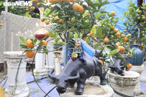Chưa đến Tết Tân Sửu, quất bonsai trĩu quả đã đắt hàng