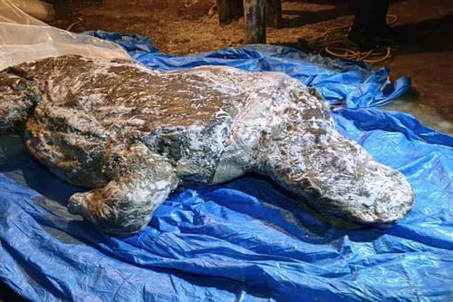Băng vĩnh cửu tan để lộ xác tê giác còn nguyên ruột