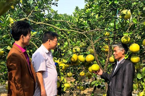 Hướng phát triển mới cho cây bưởi