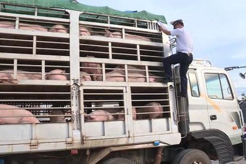 Đề xuất bổ sung cửa khẩu tiếp nhận vật nuôi sống