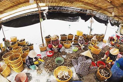 Giàu nhờ nuôi hàu
