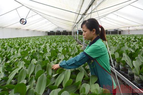Ngành nông nghiệp Hà Nội vượt khó thành công