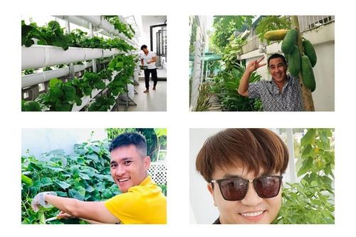 Ngắm vườn rau xanh tốt trong nhà sao Việt