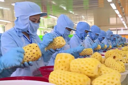 Nhiều doanh nghiệp xuất khẩu thực phẩm sang Hàn Quốc vẫn 'dính' lỗi