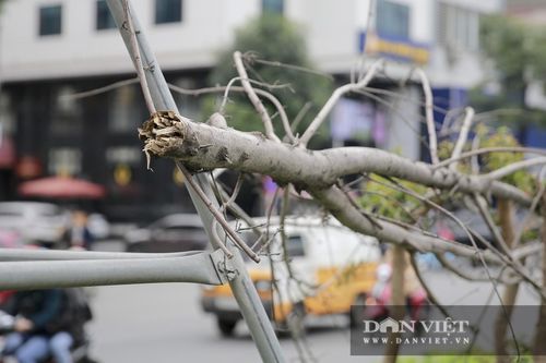 Xót xa nhìn hàng cây phong lá đỏ chết khô trên đường phố Hà Nội