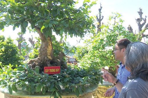 'Quái cây' mai dát 9 chỉ vàng SJC 9999 ở làng hoa Sa Đéc xác nhận cú đúp kỷ lục