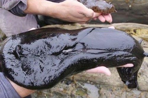 Phát hiện sinh vật kỳ dị như 'ngoài hành tinh' xuất hiện trên bờ biển