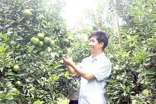Du lịch Đồng Nai: Phát triển du lịch sinh thái vườn