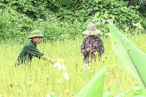 Đóng góp tích cực của người có uy tín trong đồng bào DTTS ở Đakrông