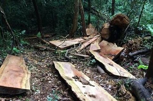 Phát hiện hơn 51m3 gỗ bị khai thác trái phép ở khu vực biên giới