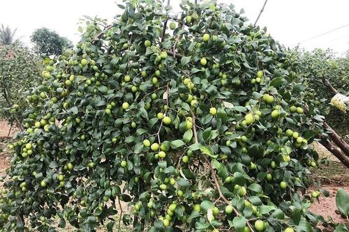 Đặc sản táo muối Hải Phòng 'cháy hàng', dân thu cả trăm triệu