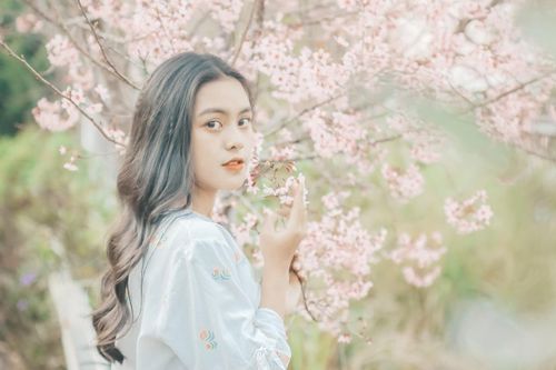 Đà Lạt đẹp mơ màng trong những ngày mai anh đào nở