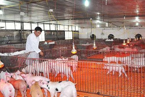 Hà Nội: Nông dân chủ động ứng phó với rét đậm, rét hại