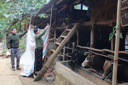Tăng cường ứng phó rét đậm, bảo đảm an toàn cho vật nuôi, thủy sản và cây trồng