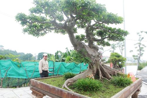 'Siêu cây sung' giá 10 tỷ đồng của đại gia Hà thành, có phải 'chém' quá lời?