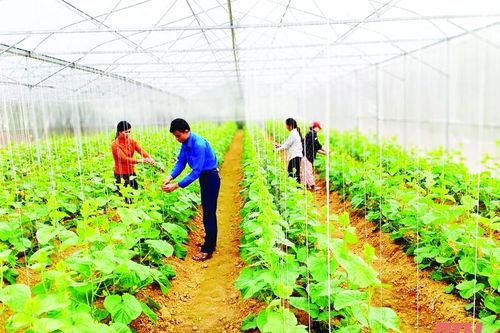 Nỗ lực thực hiện Chương trình Mục tiêu quốc gia xây dựng nông thôn mới