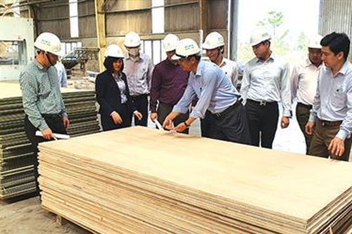Kỳ vọng rừng gỗ lớn