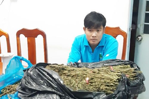Tạm giữ người chở 10 kg thảo mộc nghi cần sa