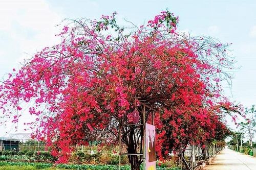 Mê mẩn quên lối về ở các làng nghề trồng hoa Hà Nội