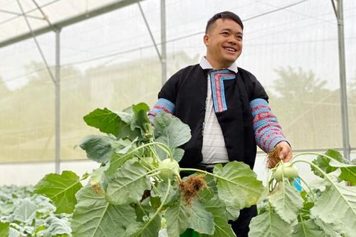 Giảm nghèo nhờ cây vụ đông ở Sơn La