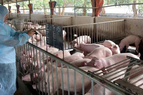 Cà Mau tăng cường khống chế dịch tả heo châu Phi