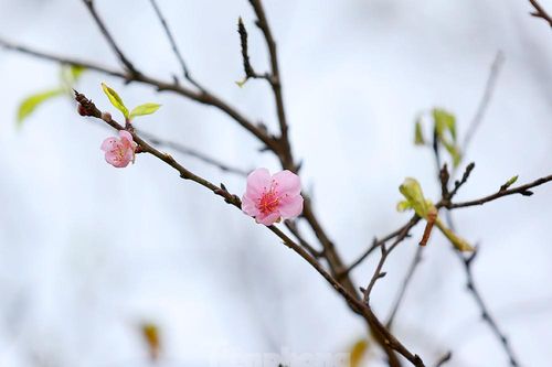 Đào rừng Hà Giang hé nụ đón năm mới 2021