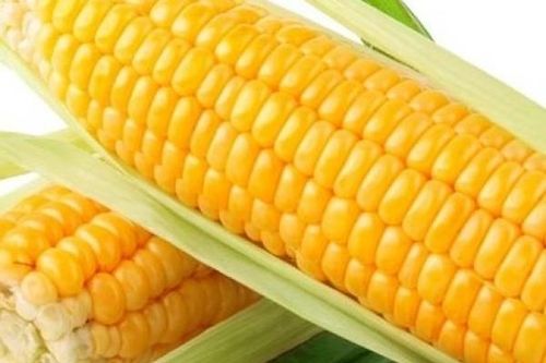 Giá ngô tiếp tục duy trì 'phong độ' 14 phiên liên tục tăng