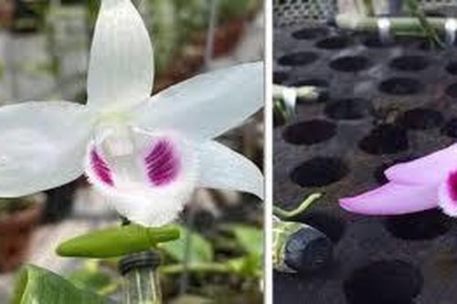 Lan đột biến và cú lừa tiền tỷ dịp cuối năm