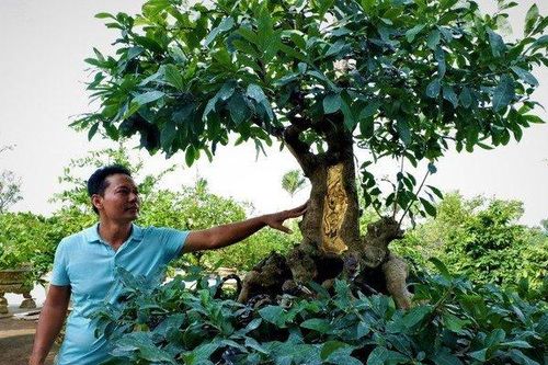 Mãn nhãn ngắm cây mai vàng 100 tuổi dát 9 chỉ vàng SJC 9999 xác lập kỷ lục