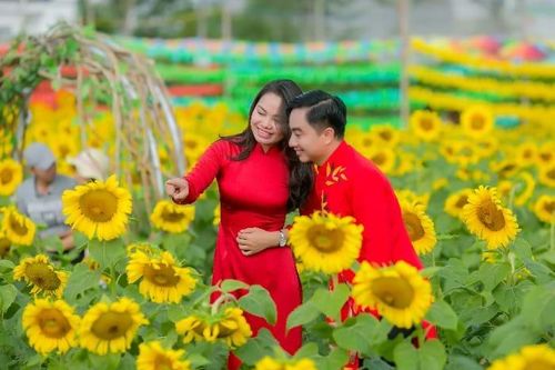 Cánh đồng hoa mặt trời của startup 9x thu hút đông đảo khách tham quan
