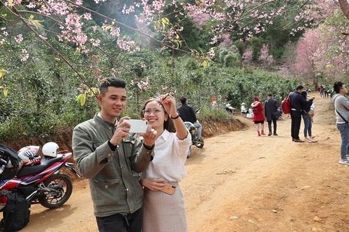 Lâm Đồng: Du khách đổ xô săn lùng thung lũng Mai Anh đào tuyệt đẹp