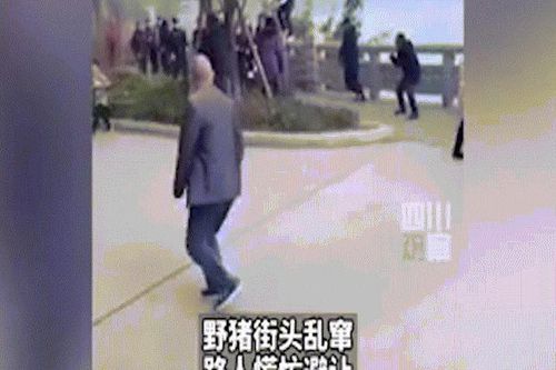 Lợn rừng hung hãn thình lình xuất hiện giữa phố